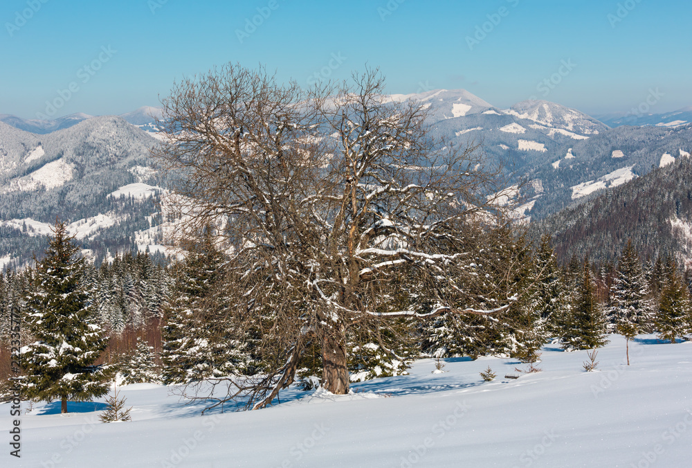 Fototapeta premium Winter snowy Carpathian mountains view from alpine plateau garden, Ukraine