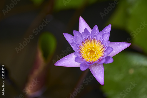 Purple lotus flower with bee close up