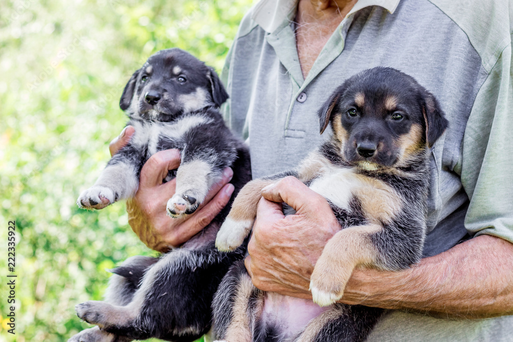 An elderly man keep two puppys on his hands. Manifestation of love for animals_ An elderly man keep two puppys on his hands. Manifestation of love for animals_