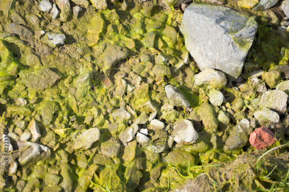 Nasse, rote Steine mit grünem Seetang überwuchert - Ostfjorde / Island Nasse, rote Steine mit grünem Seetang überwuchert - Ostfjorde / Island