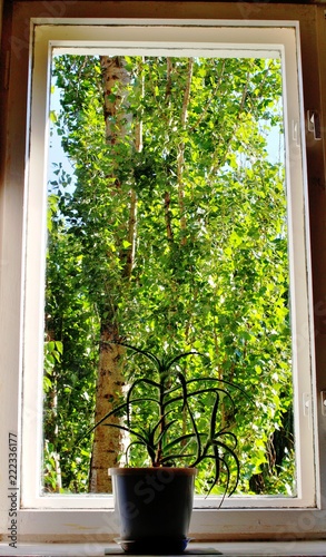 The window overlooking the forest