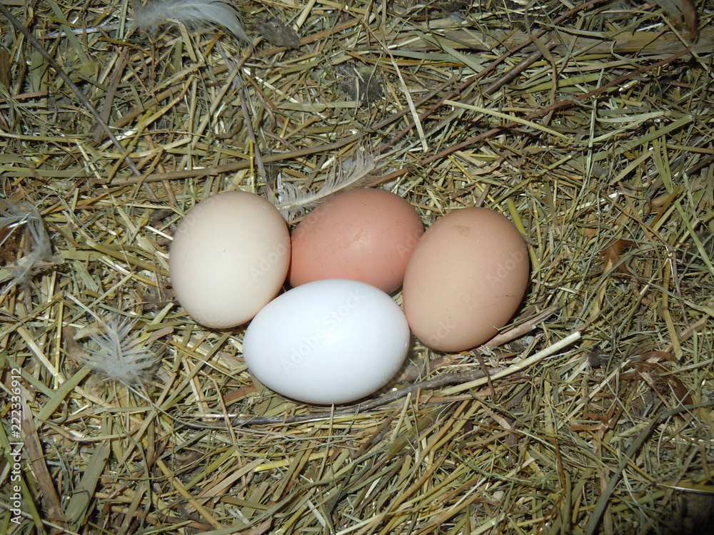 chicken eggs chicken eggs
