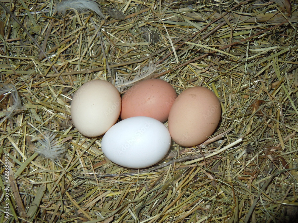 chicken eggs