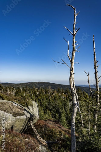 A dry tree. The rocky mountains landscape. View from the rock hill to landscape.