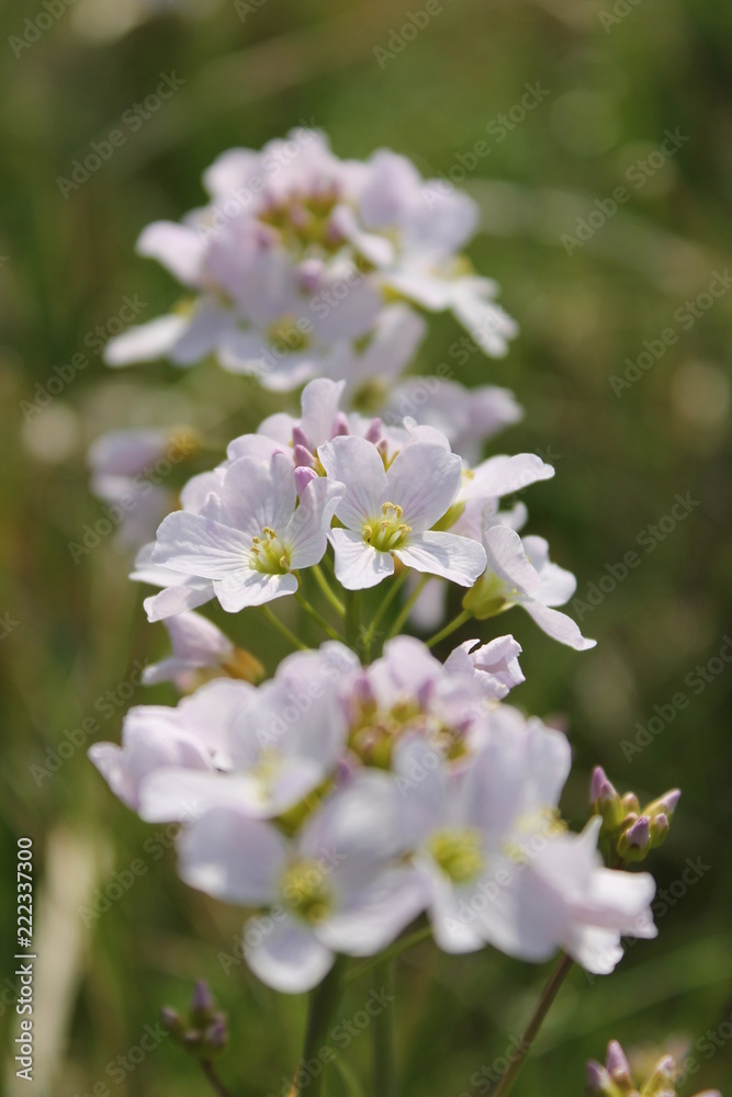 Frühlingsblüten