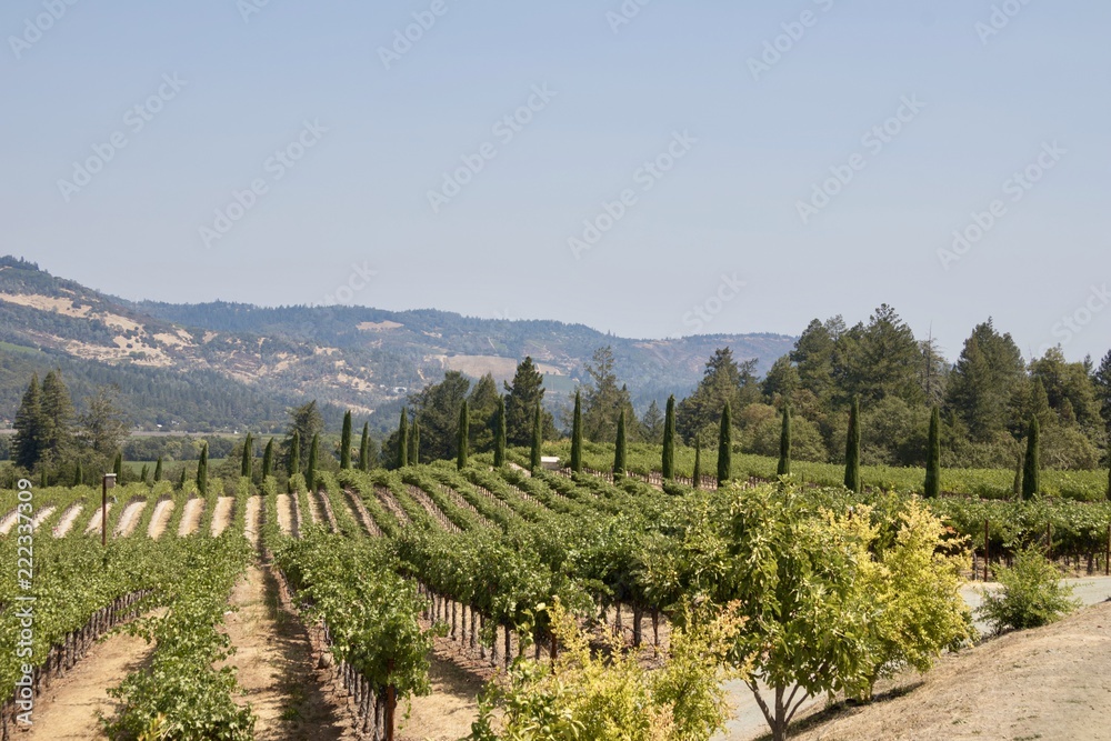 scenic vineyard in wine country