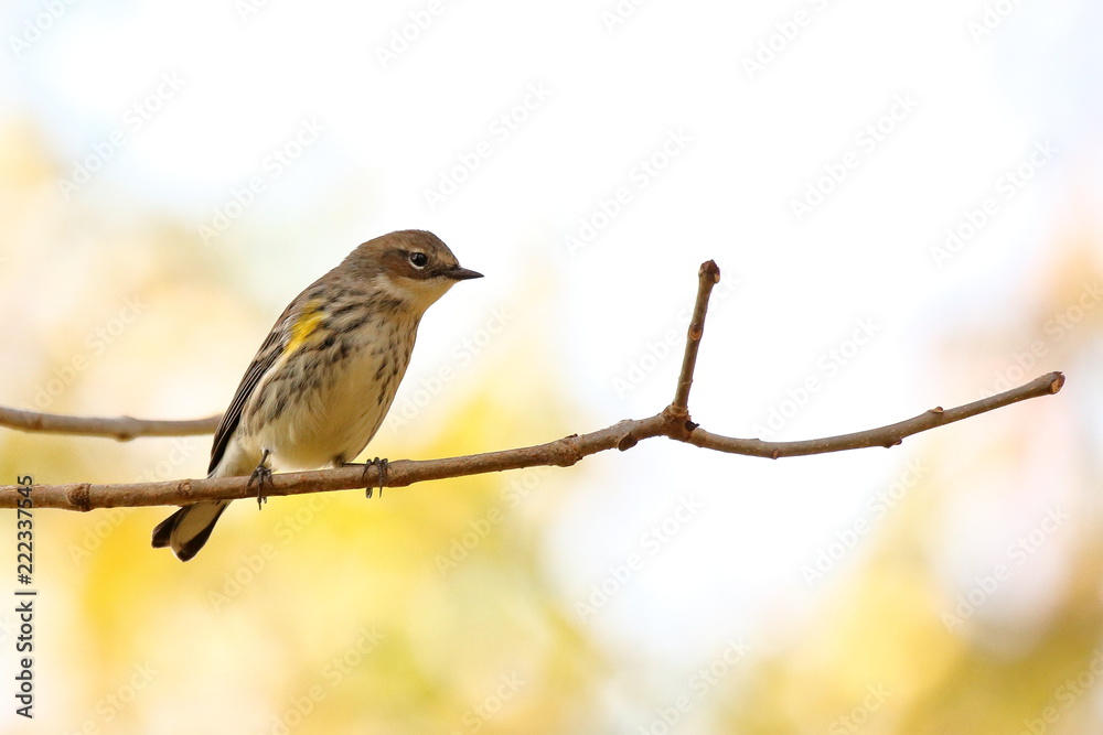 A Yellow Rumped Warbler perches in the woods on an autumn afternoon. A Yellow Rumped Warbler perches in the woods on an autumn afternoon.