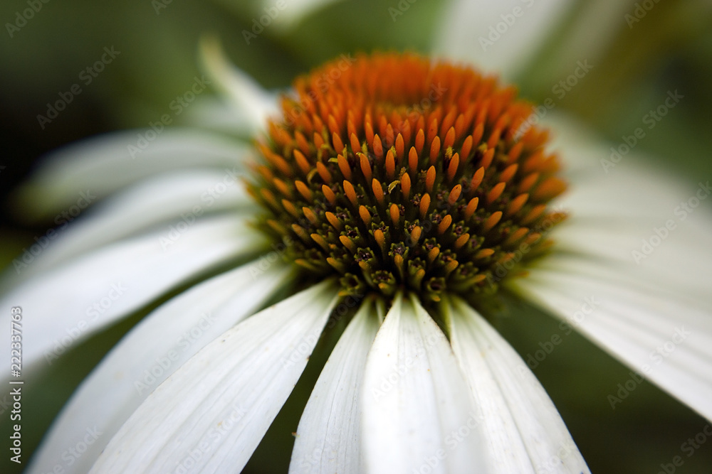 Fragment of a flower of echinocery white with a bright orange center of stamens. Macro. Fragment of a flower of echinocery white with a bright orange center of stamens. Macro.