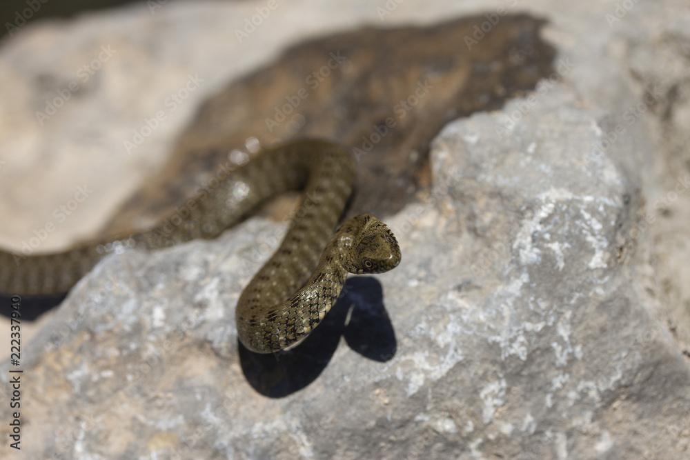 one small river snake on a stone close one small river snake on a stone close