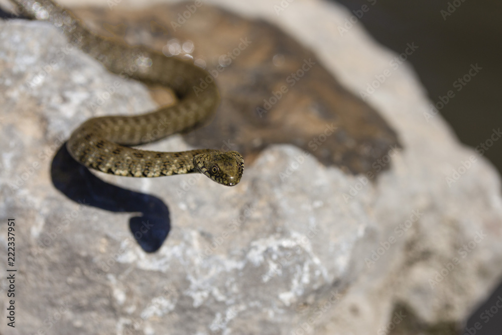 one small river snake one small river snake