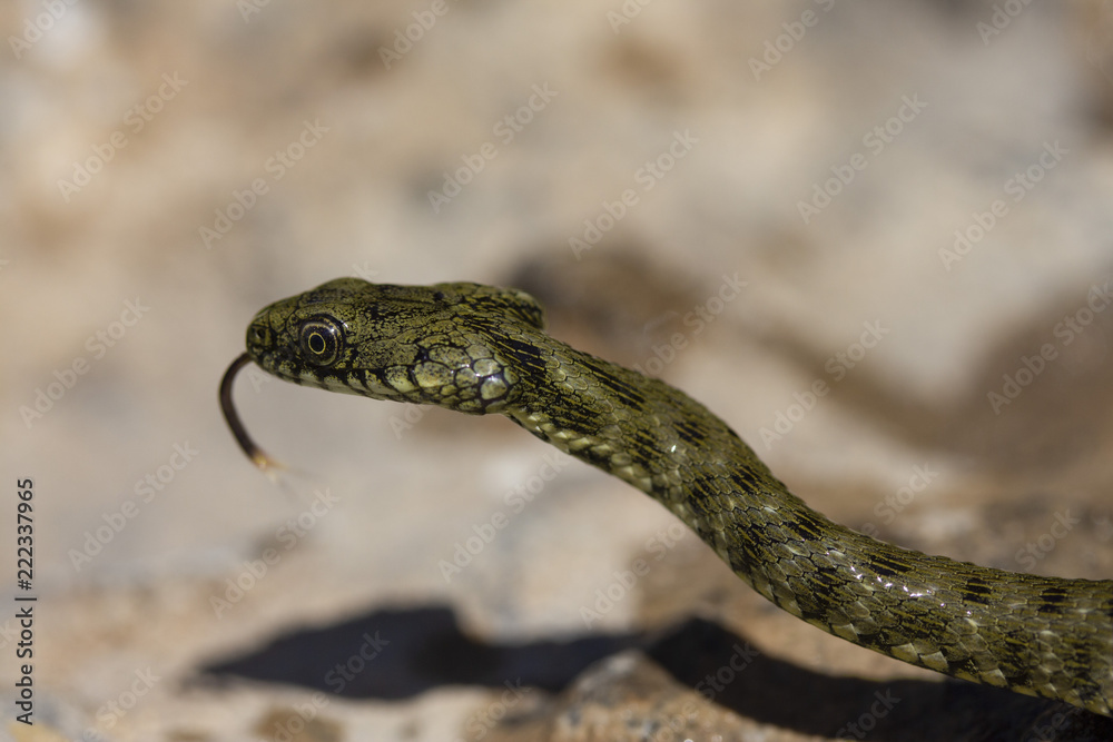 one small wild young river snake on a stone close one small wild young river snake on a stone close