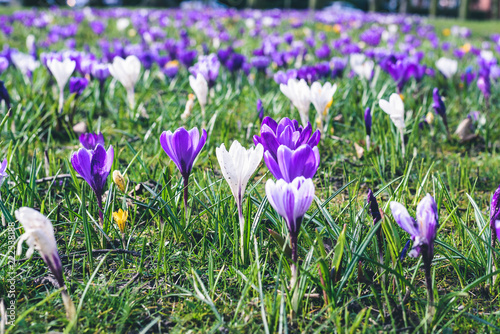 Crocus In the Park