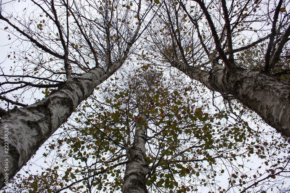Fototapeta premium The tops of three birches with autumn leaves against the gray sky on a cloudy day.