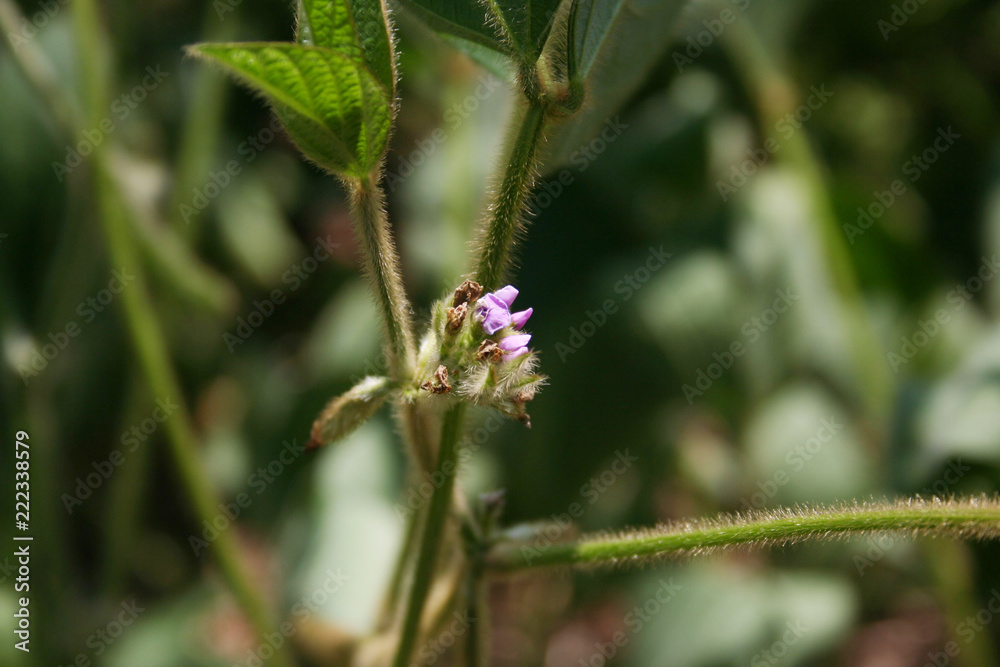 Purple flowers and blossoms on soybean plant in the field Purple flowers and blossoms on soybean plant in the field