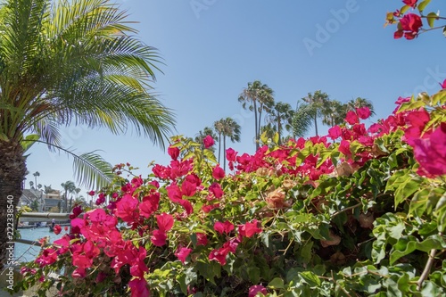 bright pink bougainvillea and palm trees on a costal walkway