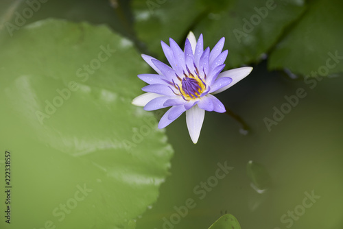 Purple lotus flower with bee close up