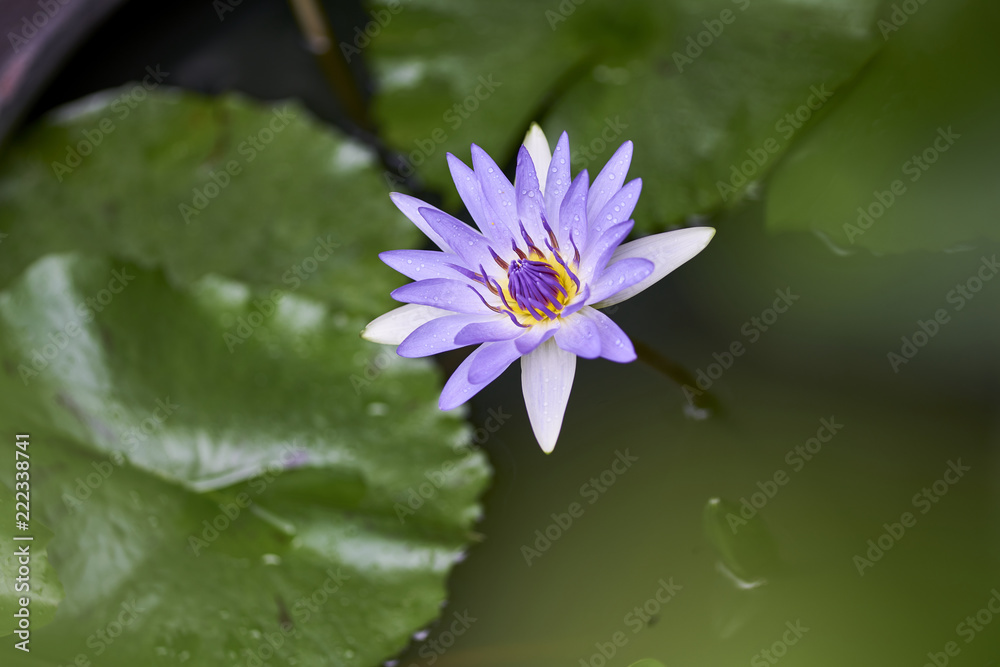 Purple lotus flower with bee close up Purple lotus flower with bee close up