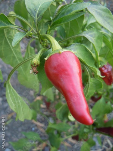 Red pepper