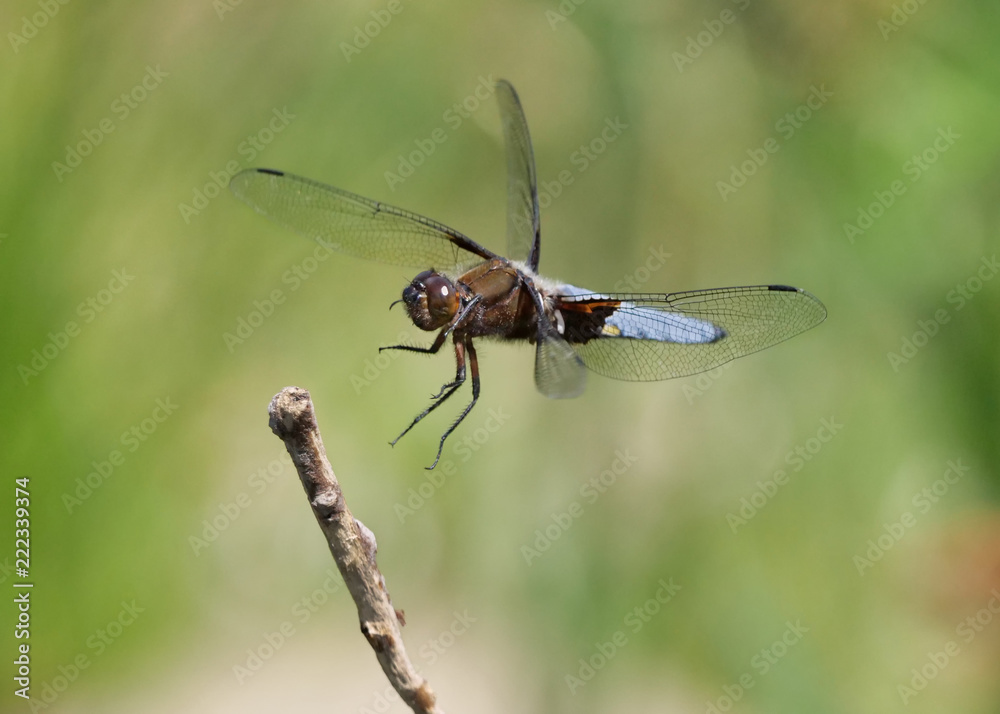 Plattbauch Libelle im Anflug auf einen Ast Plattbauch Libelle im Anflug auf einen Ast