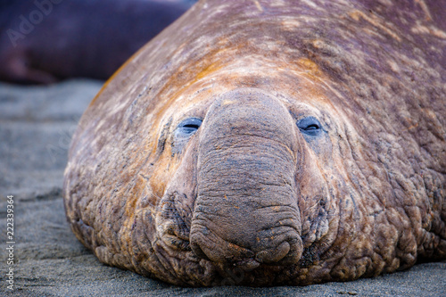 Portrait shots of seals, sea lions and elephant seals in Antarctica