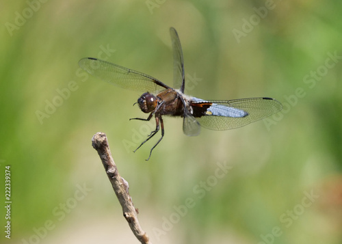 Plattbauch Libelle im Anflug auf einen Ast