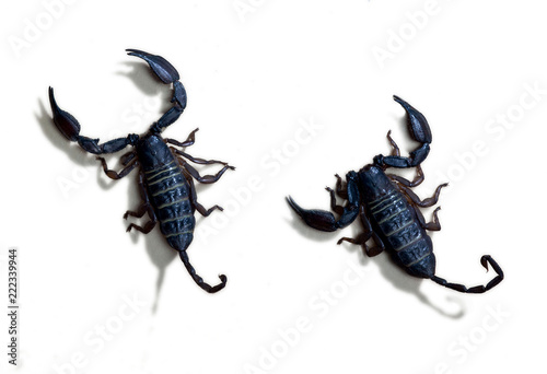 Two black scorpions