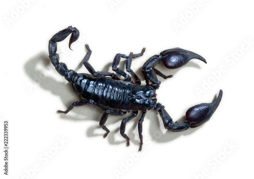 Close up of scorpion