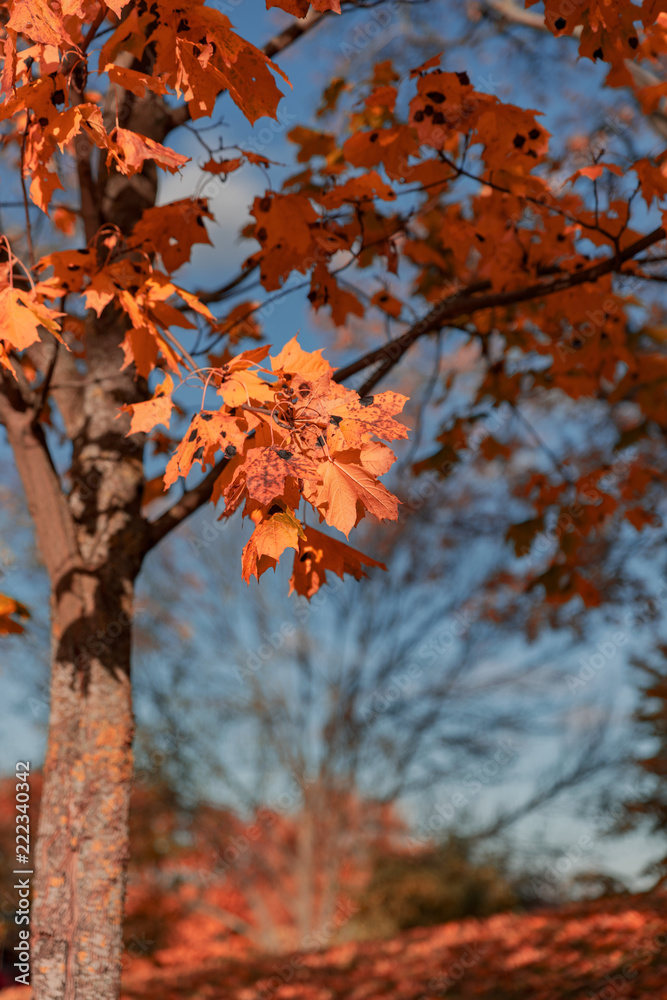 Beautiful and colorful autumn in Stockholm. Beautiful and colorful autumn in Stockholm.