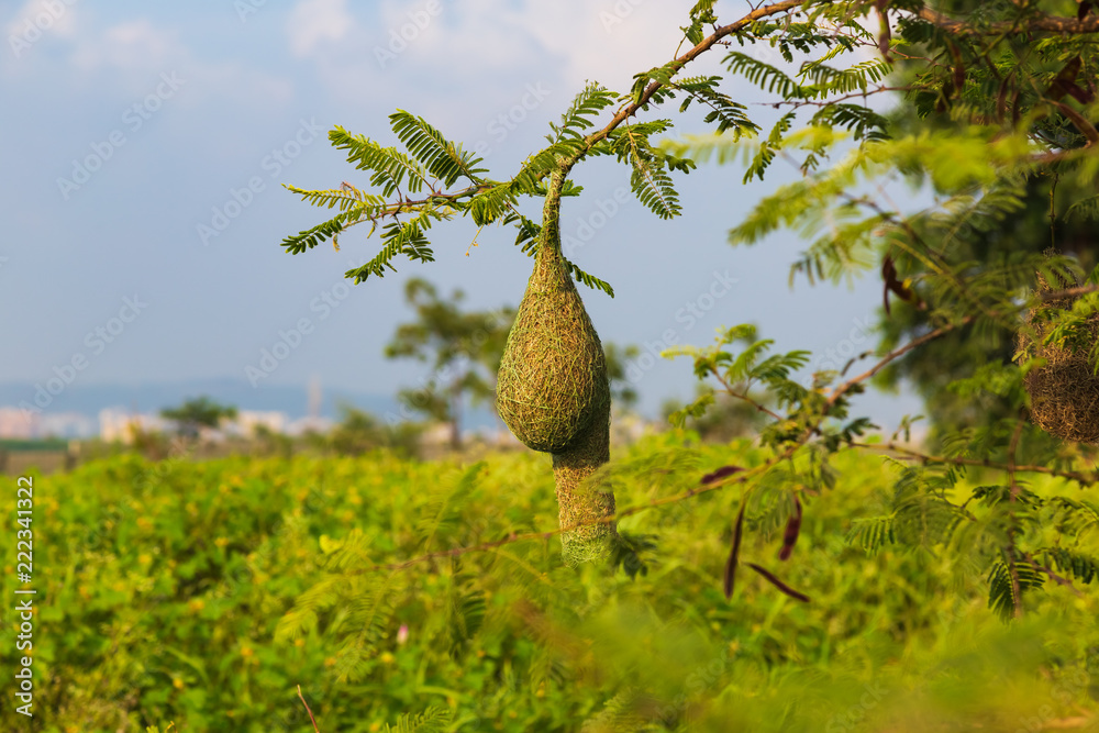 Fototapeta premium Baya Weaver bird's nest hanging in the tree