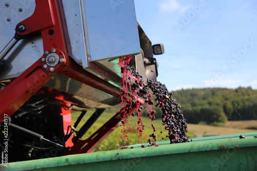 Harvesting grapes by a combine harvester