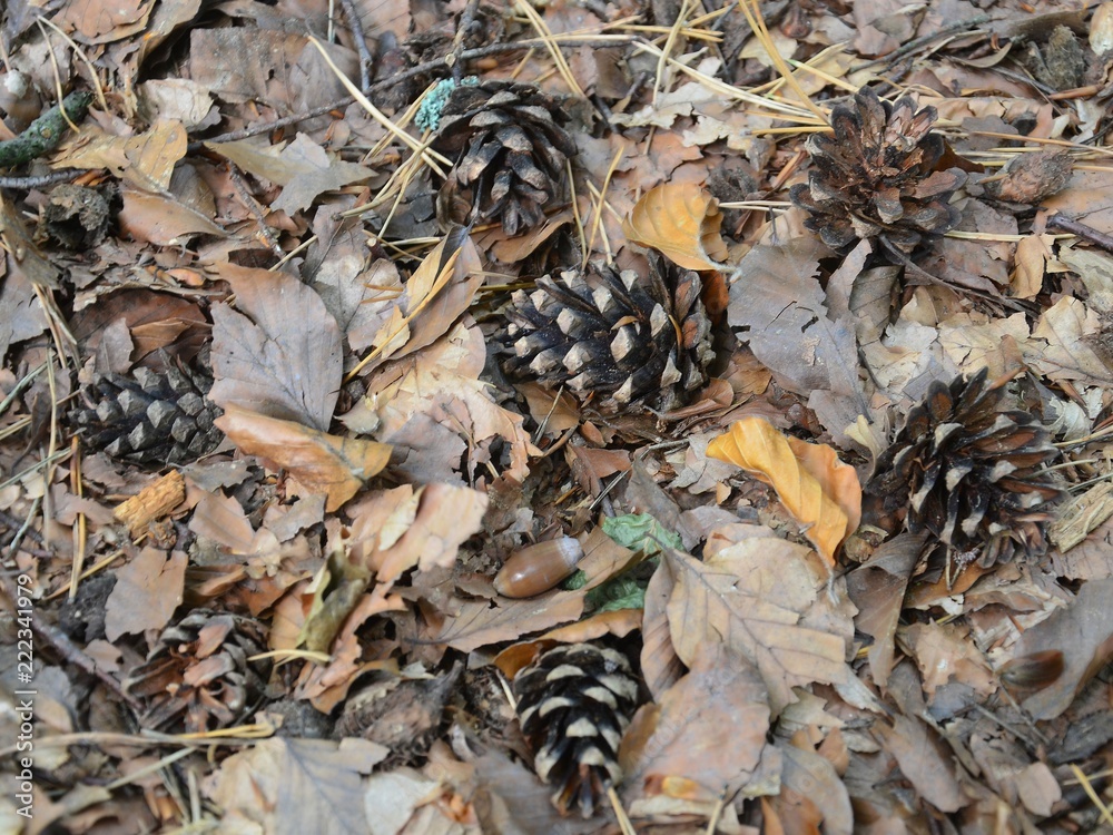 Waldboden mit Baumzapfen und welkem Laub Waldboden mit Baumzapfen und welkem Laub