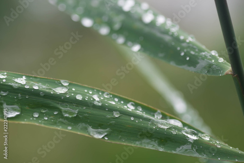 cane green leaves macro with water drops