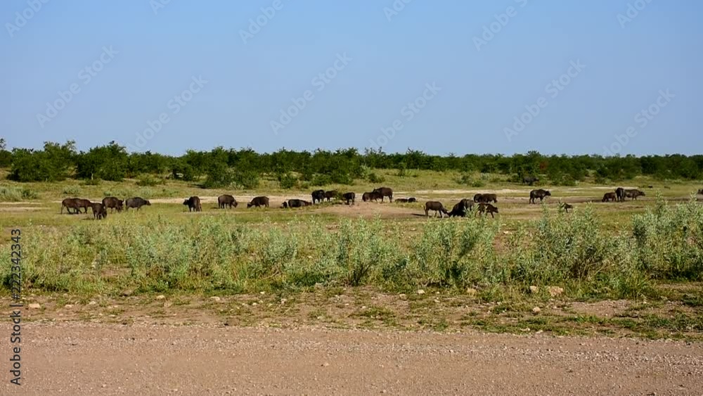 buffalo in african ladscape,South Africa buffalo in african ladscape,South Africa