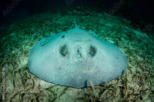 Roughtail Stingray on Seagrass in Caribbean Sea photo