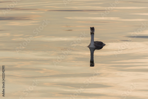 A Crested Grebe in the Sunset © LiviuConstantin