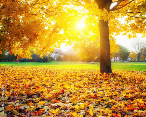 Fototapeta Naklejka Na Ścianę i Meble -  Sunny autumn landscape with golden maple trees in the park