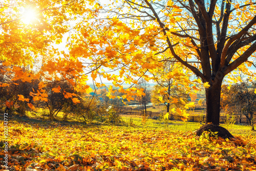 Fototapeta Naklejka Na Ścianę i Meble -  Colorful tree and blue sky in the autumn park