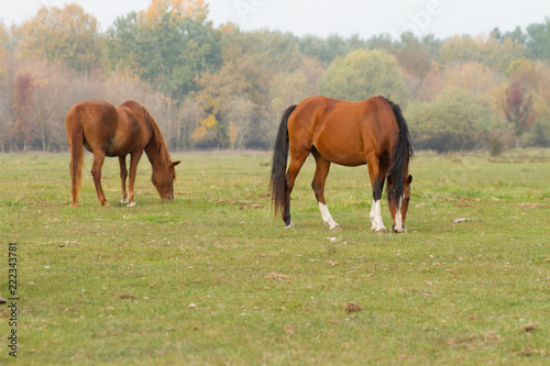 horses eat grass in the pasture