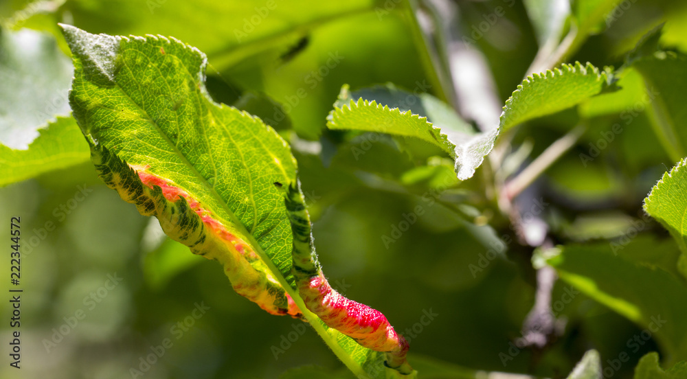 Apple tree leaves by fire blast or other infection or disease Apple tree leaves by fire blast or other infection or disease