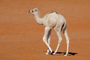 Fotobehang Kameel Kameelveulen op Arabische zandduin  © EcoView