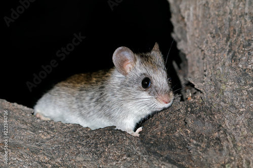 A nocturnal Acacia tree rat  Thallomys paedulcus  sitting in a tree  South Africa.