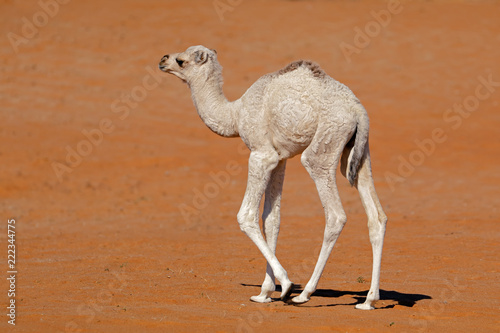 A small camel calf walking on a desert sand dune, Arabian Peninsula.