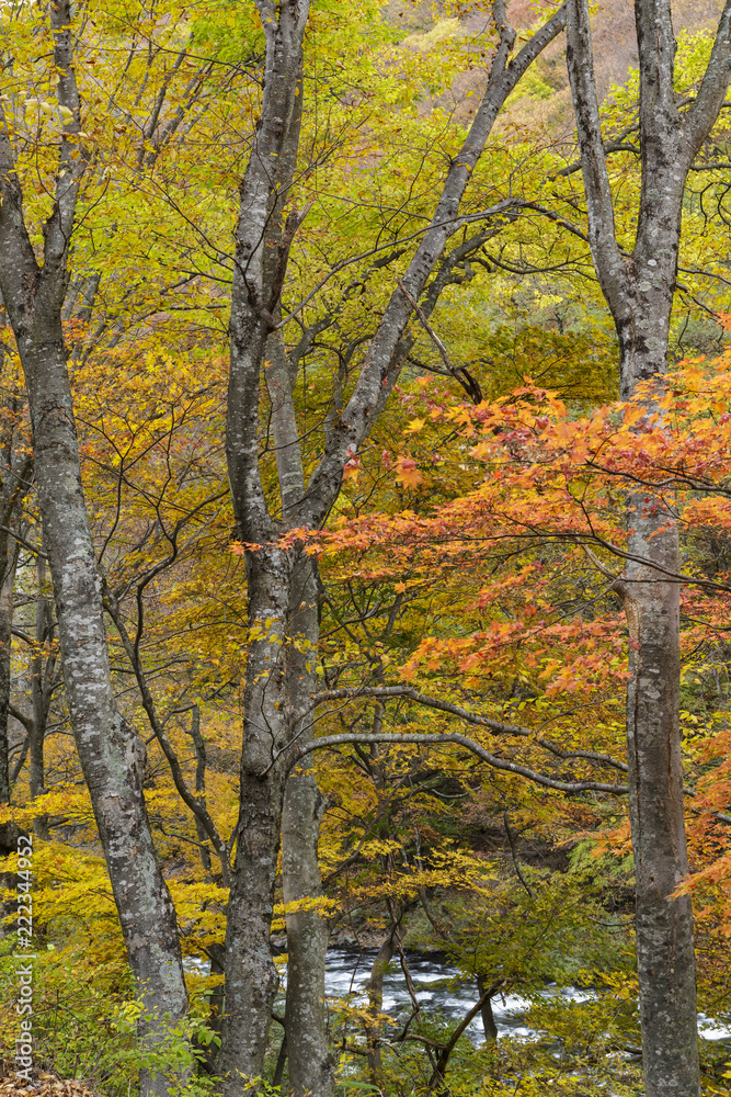 紅葉の風景