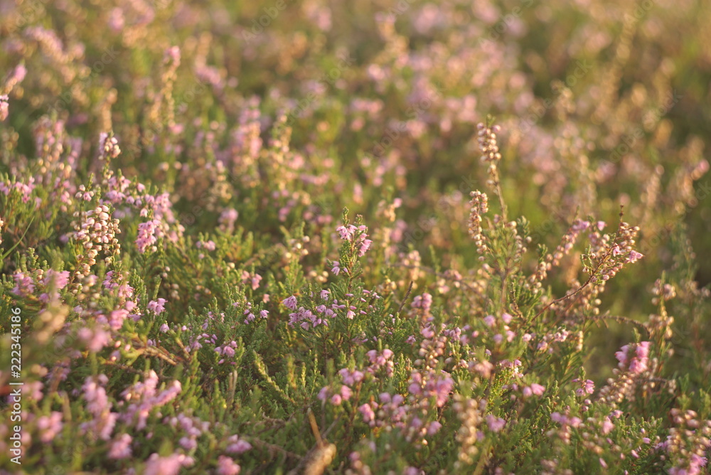 blooming heather flowers on the green meadow blooming heather flowers on the green meadow