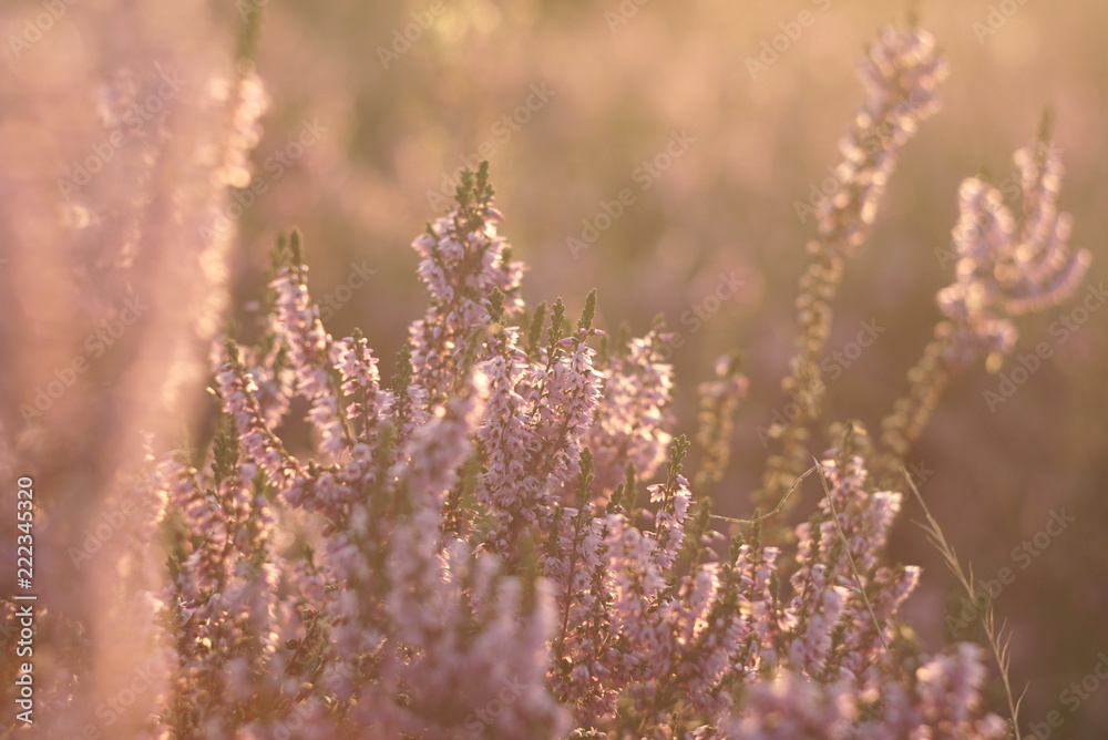 blooming heather flowers on the meadow blooming heather flowers on the meadow
