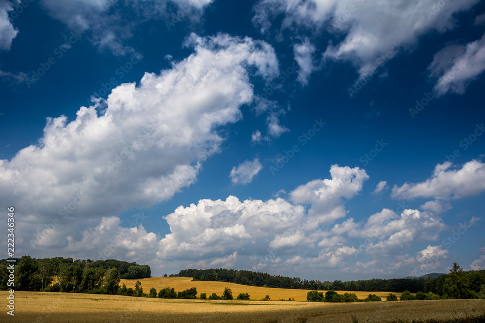 Naklejka premium Summer landscape with fiel and forest