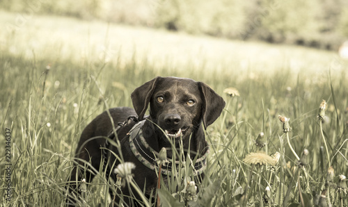dog in nature