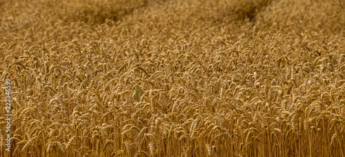detail field with wheat before harvest