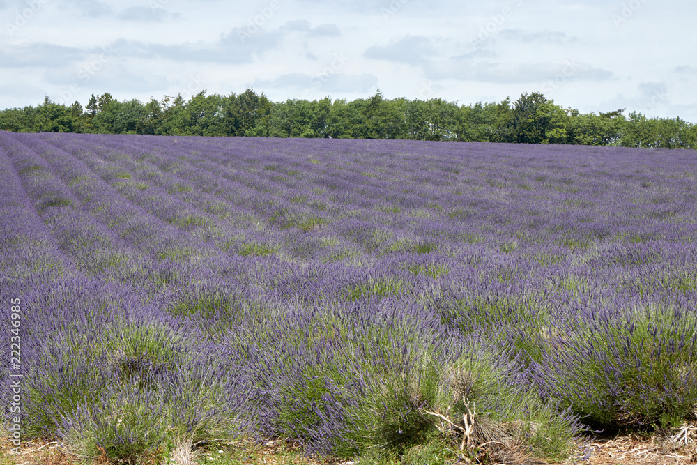 Obraz premium The lavender field before flowering.