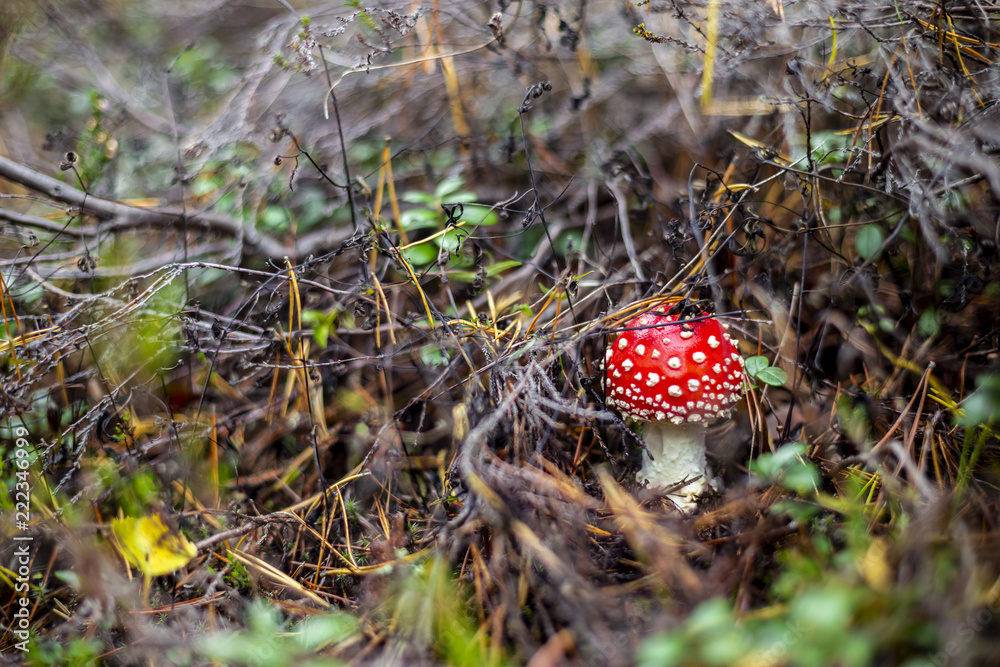 Mushrooms in the forest wilderness Mushrooms in the forest wilderness